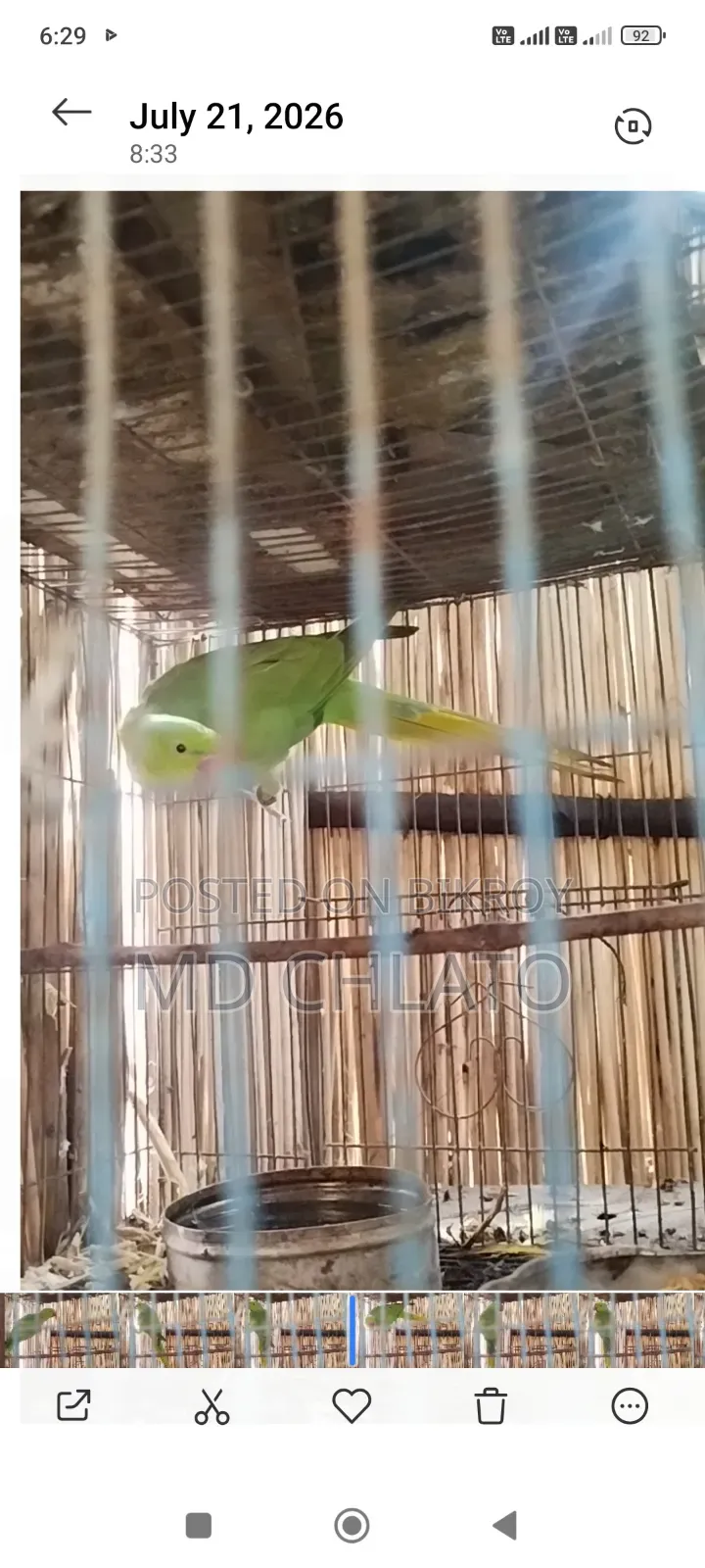 টিয়া পাখি