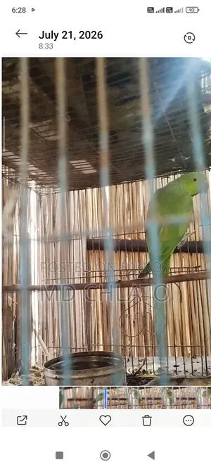 টিয়া পাখি