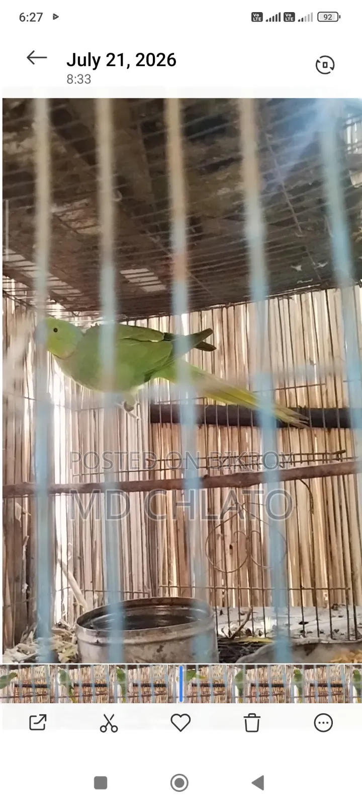 টিয়া পাখি