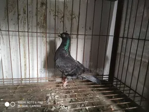 Budapest Female