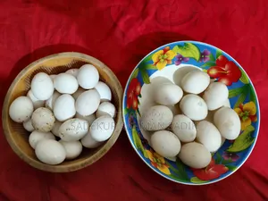 Muscovy Duck and Frizzle Chicken Hatching Eggs for Sale 1 Piece