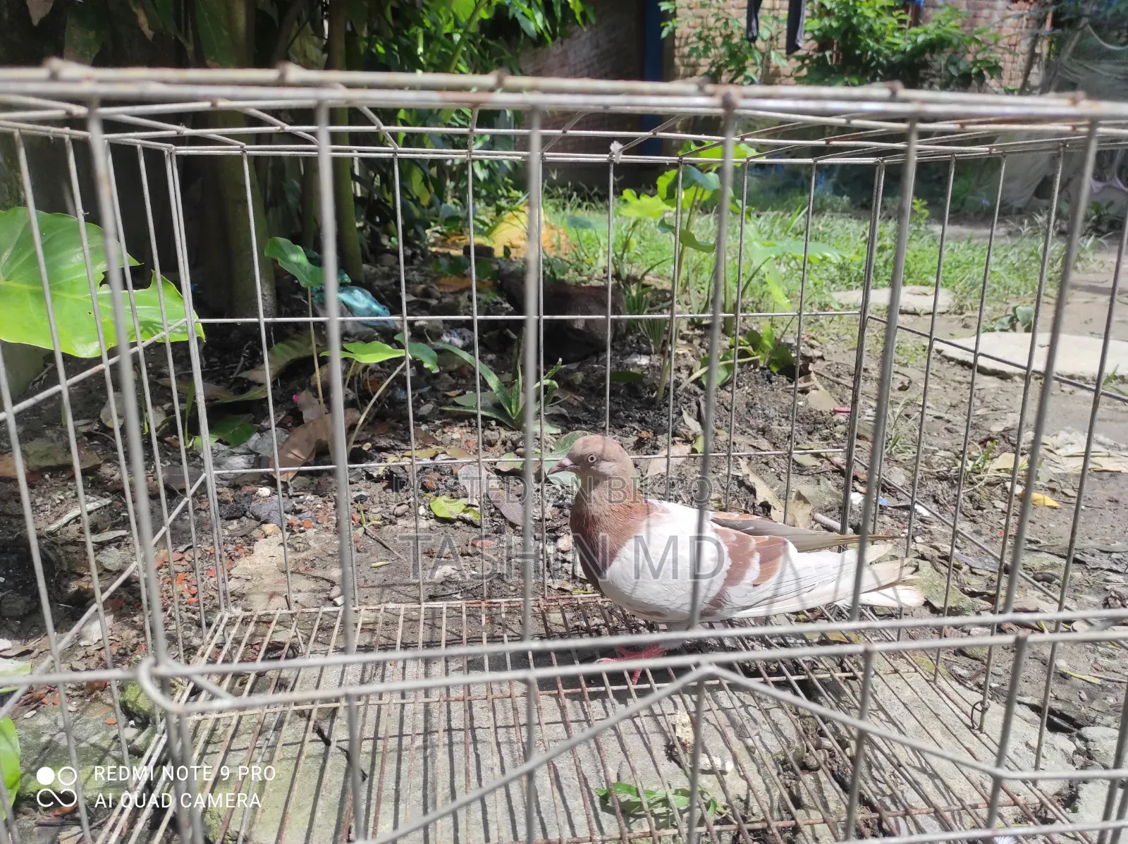 একটা মাদি কবুতর বিক্রি