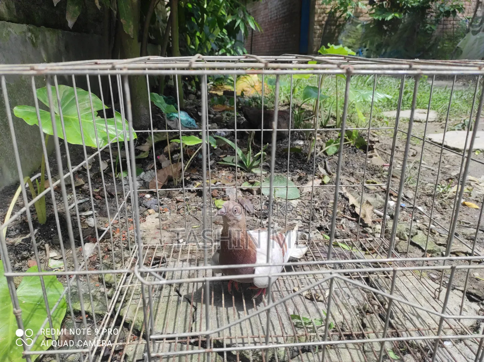 একটা মাদি কবুতর বিক্রি