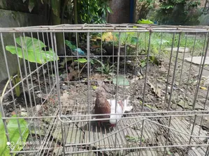 একটা মাদি কবুতর বিক্রি