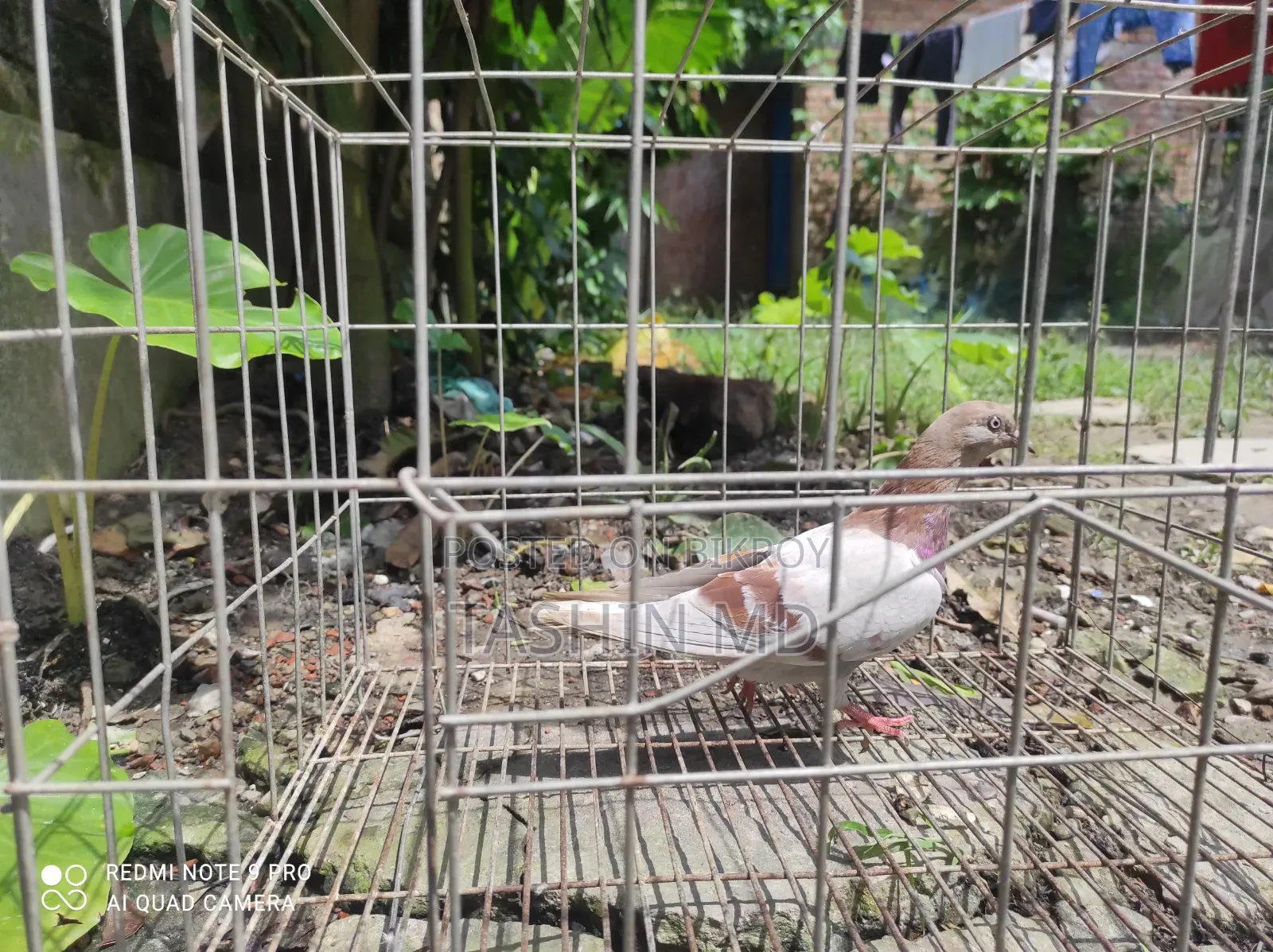 একটা মাদি কবুতর বিক্রি