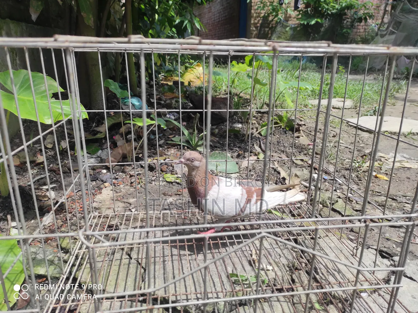 একটা মাদি কবুতর বিক্রি