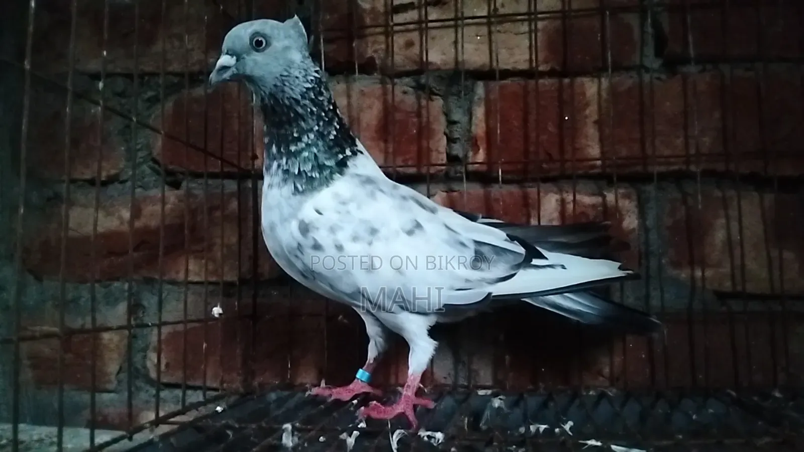 চুইঠাল গিরিবাজ নর