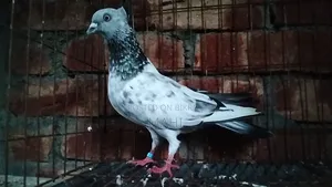 চুইঠাল গিরিবাজ নর