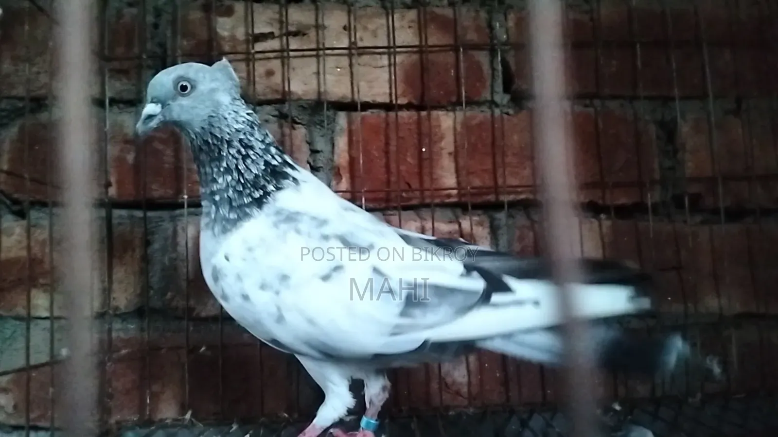 চুইঠাল গিরিবাজ নর