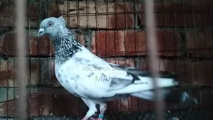 চুইঠাল গিরিবাজ নর
