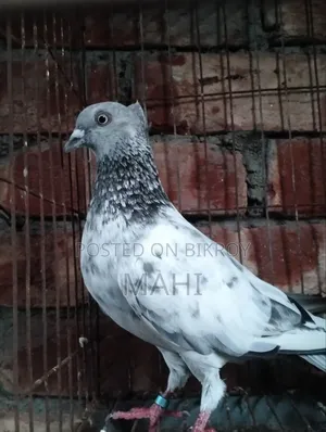 চুইঠাল গিরিবাজ নর