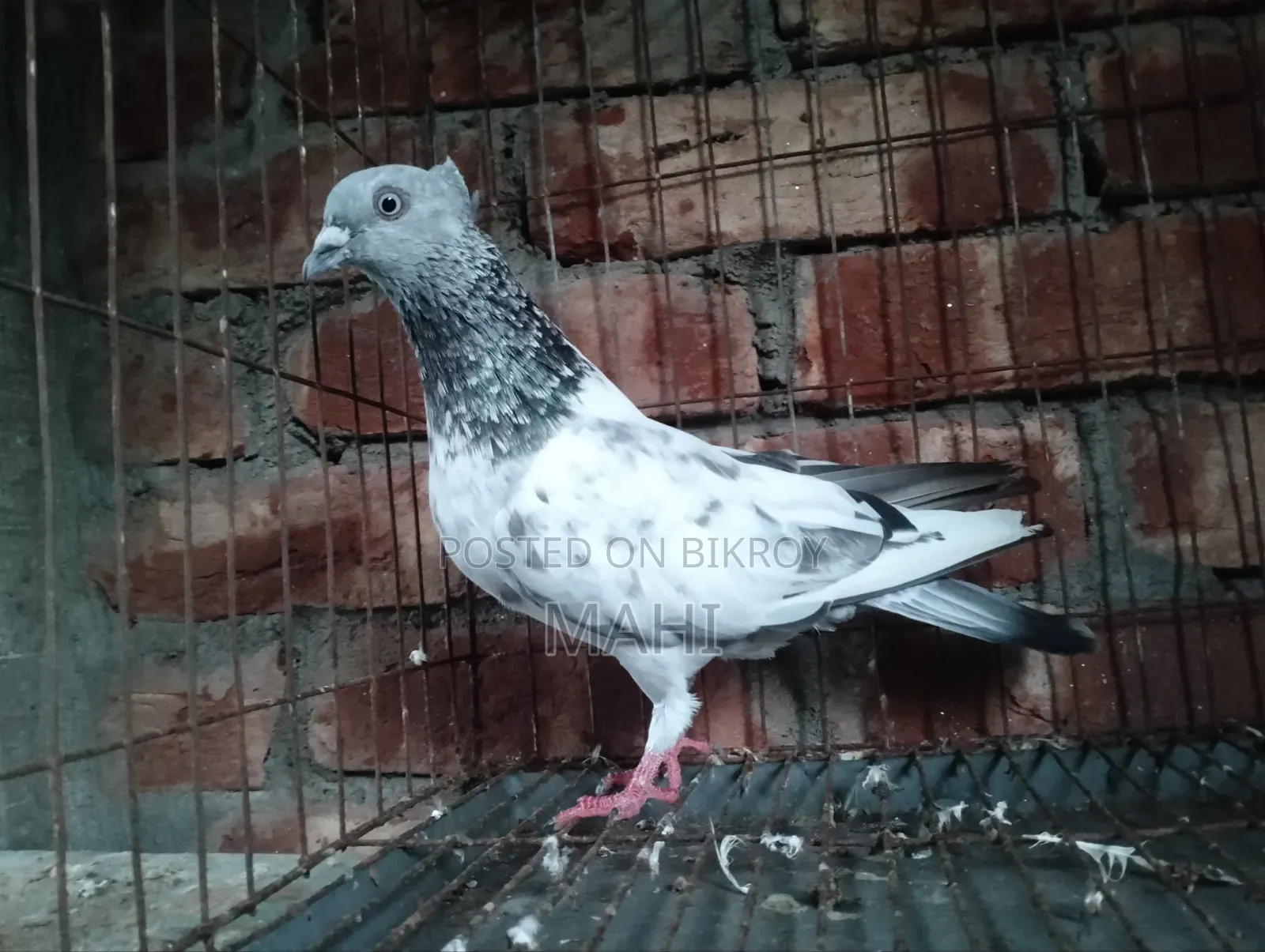 চুইঠাল গিরিবাজ নর