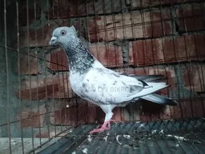 চুইঠাল গিরিবাজ নর