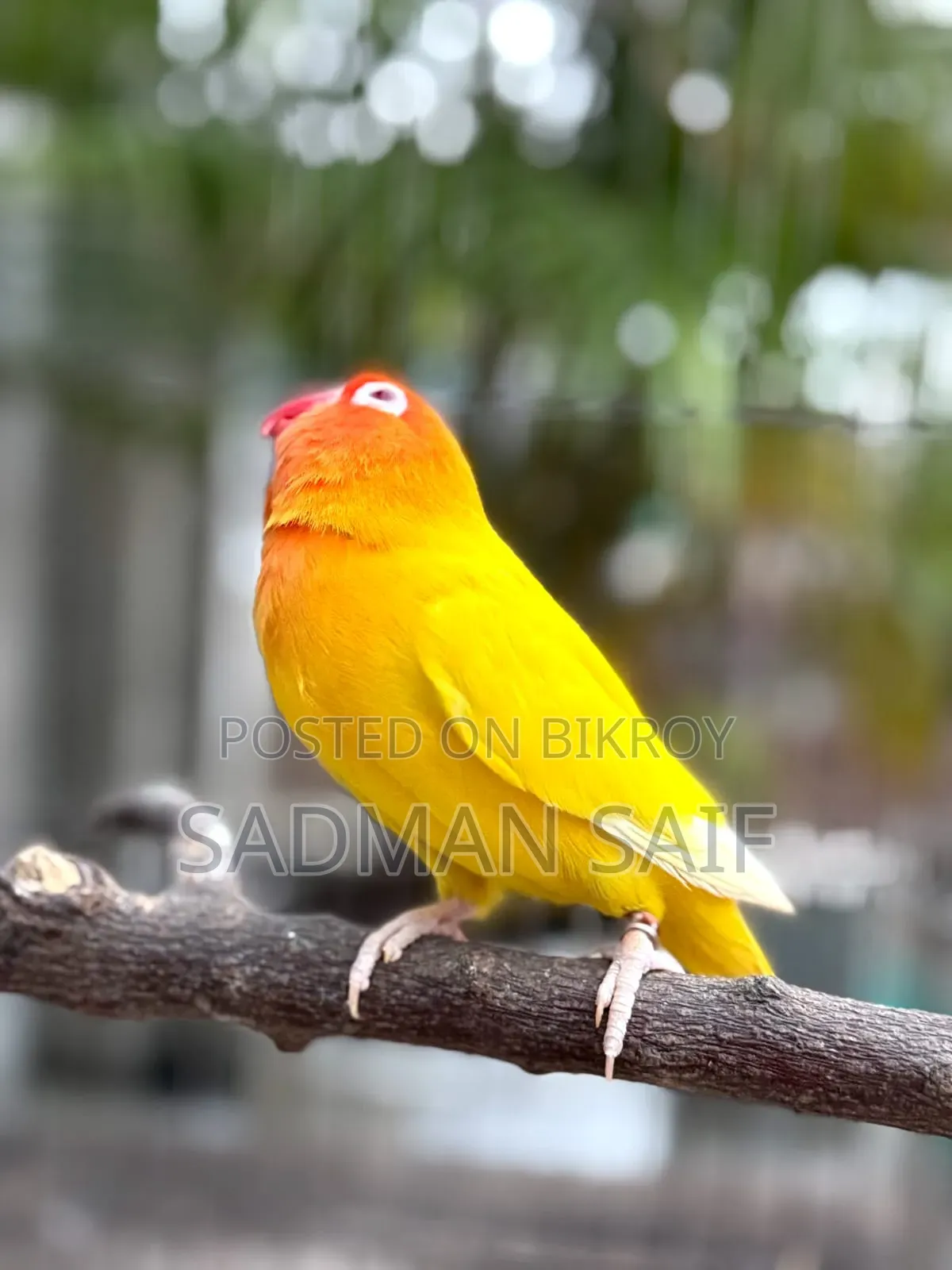Cocktail and Lovebird Male