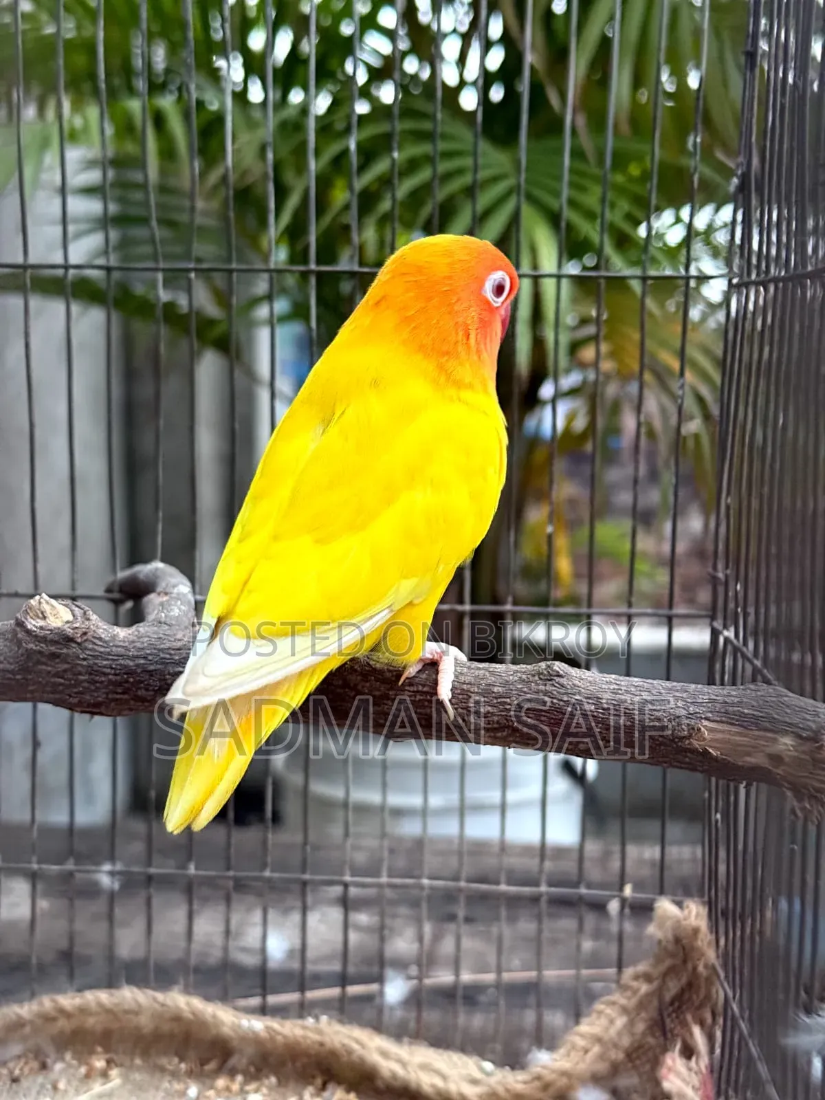 Cocktail and Lovebird Male