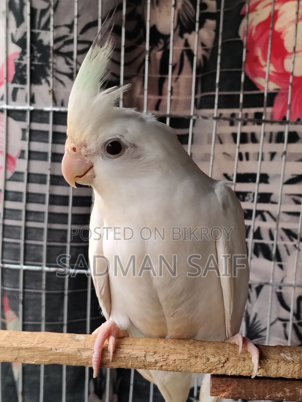 Cocktail and Lovebird Male
