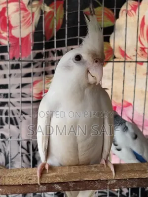 Cocktail and Lovebird Male