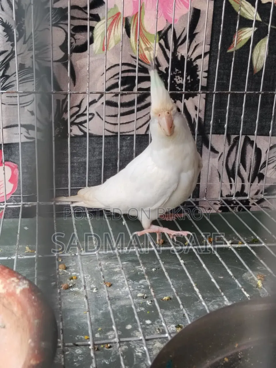 Cocktail and Lovebird Male