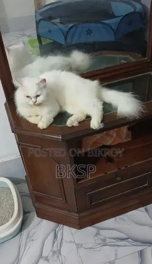 1+ Year Female Purebred Persian Cat