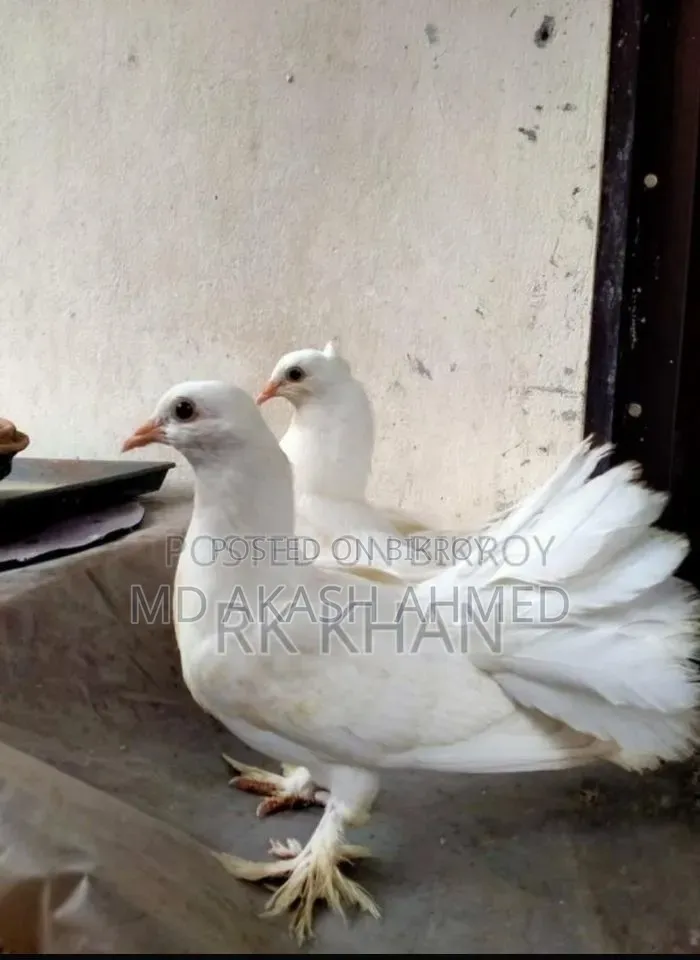 ফুল ফ্রেশ লক্ষা কবুতর