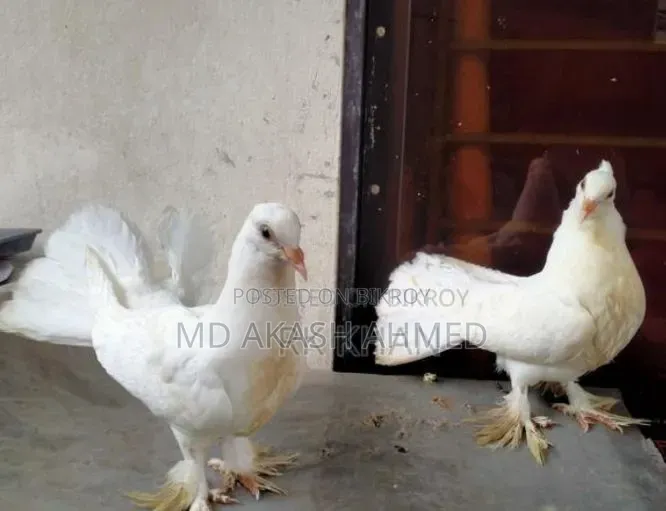 ফুল ফ্রেশ লক্ষা কবুতর