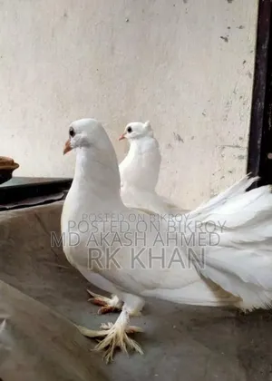 ফুল ফ্রেশ লক্ষা কবুতর