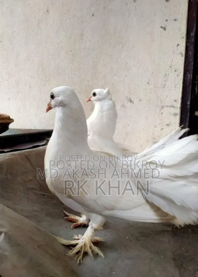 ফুল ফ্রেশ লক্ষা কবুতর