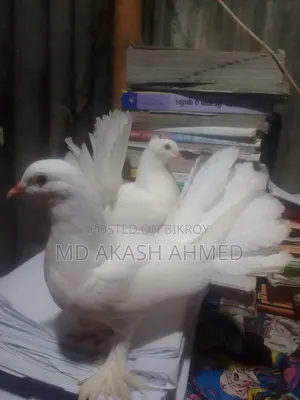 ফুল ফ্রেশ লক্ষা কবুতর