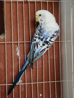 Opaline Budgie
