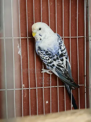 Opaline Budgie