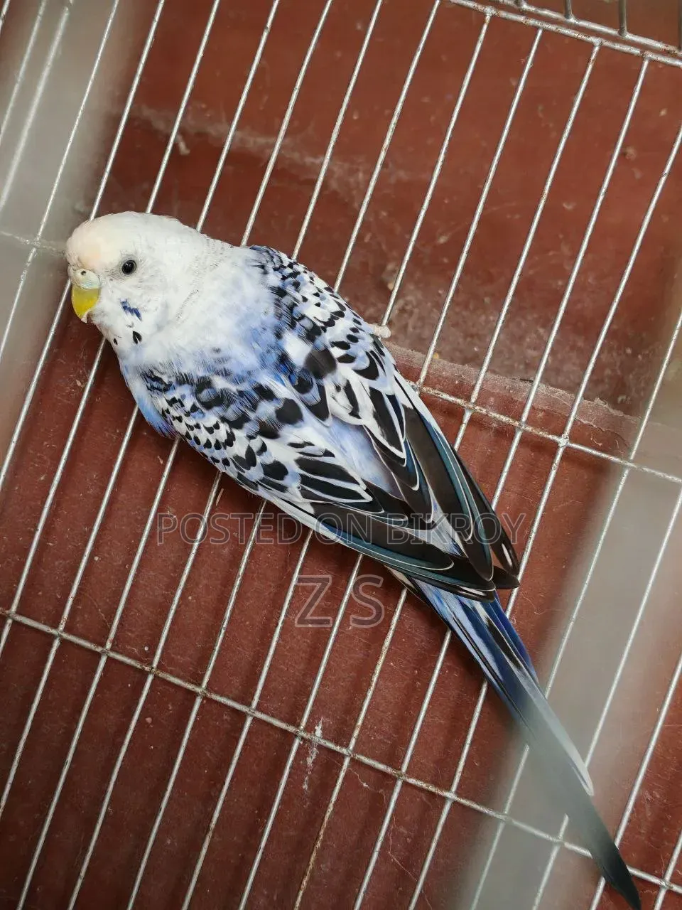 Opaline Budgie