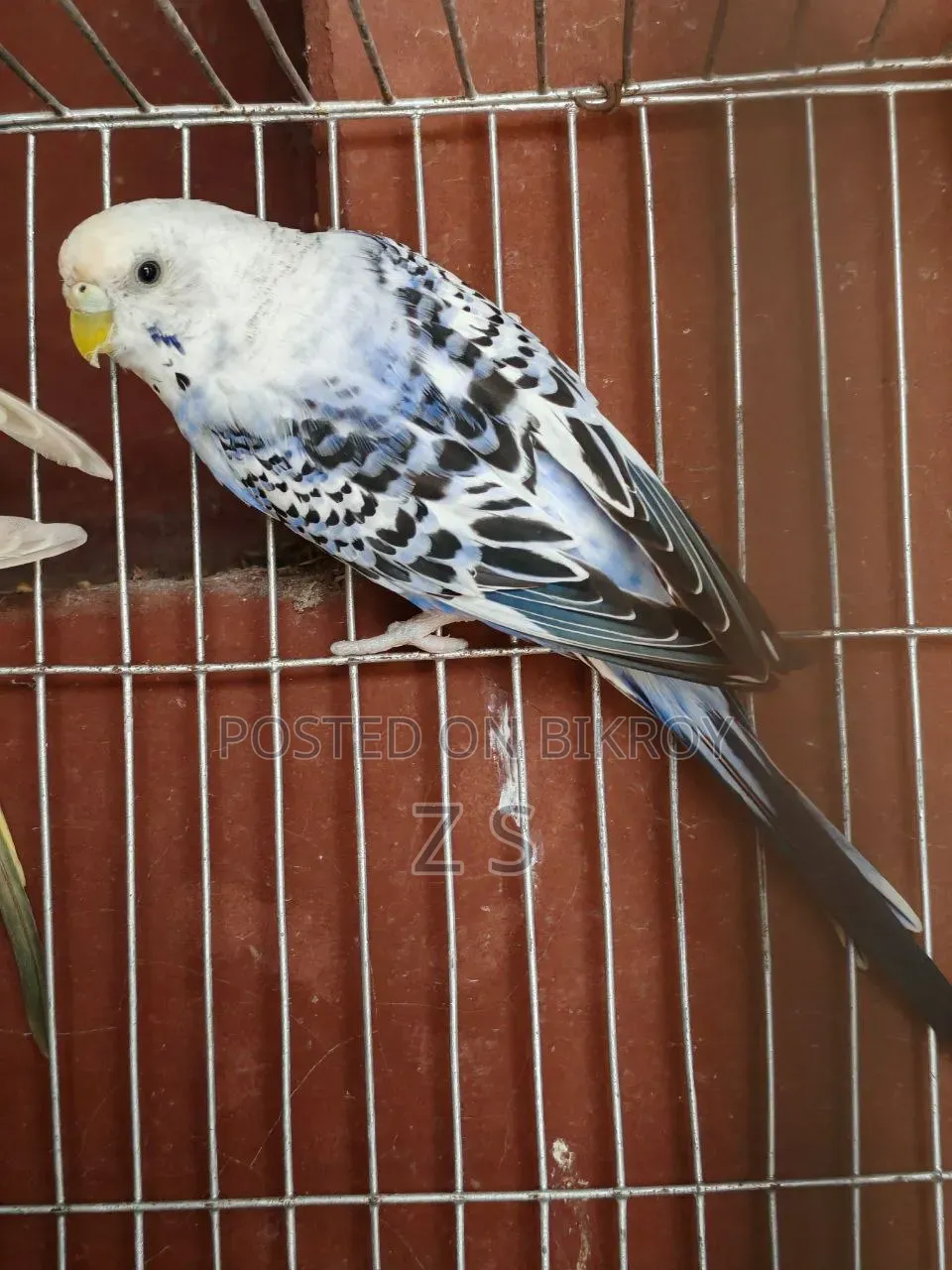 Opaline Budgie