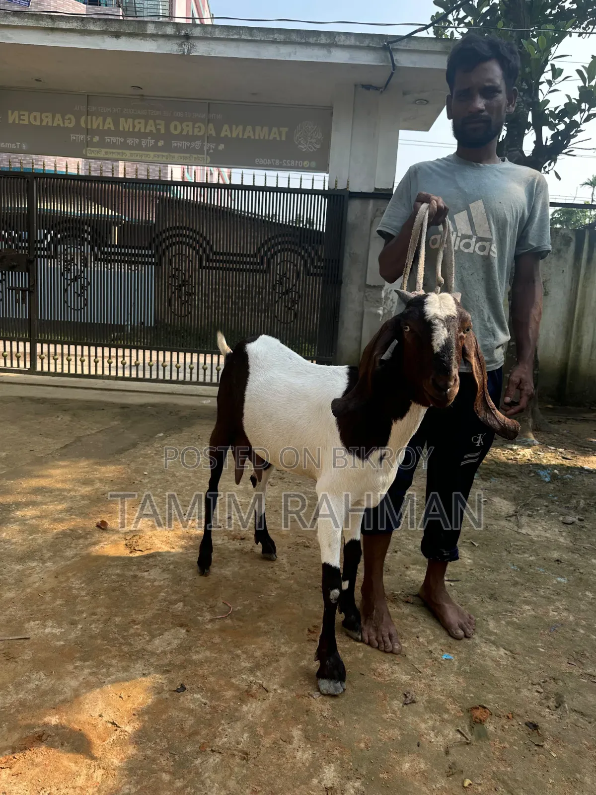 A goat for sale