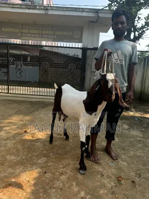 A goat for sale