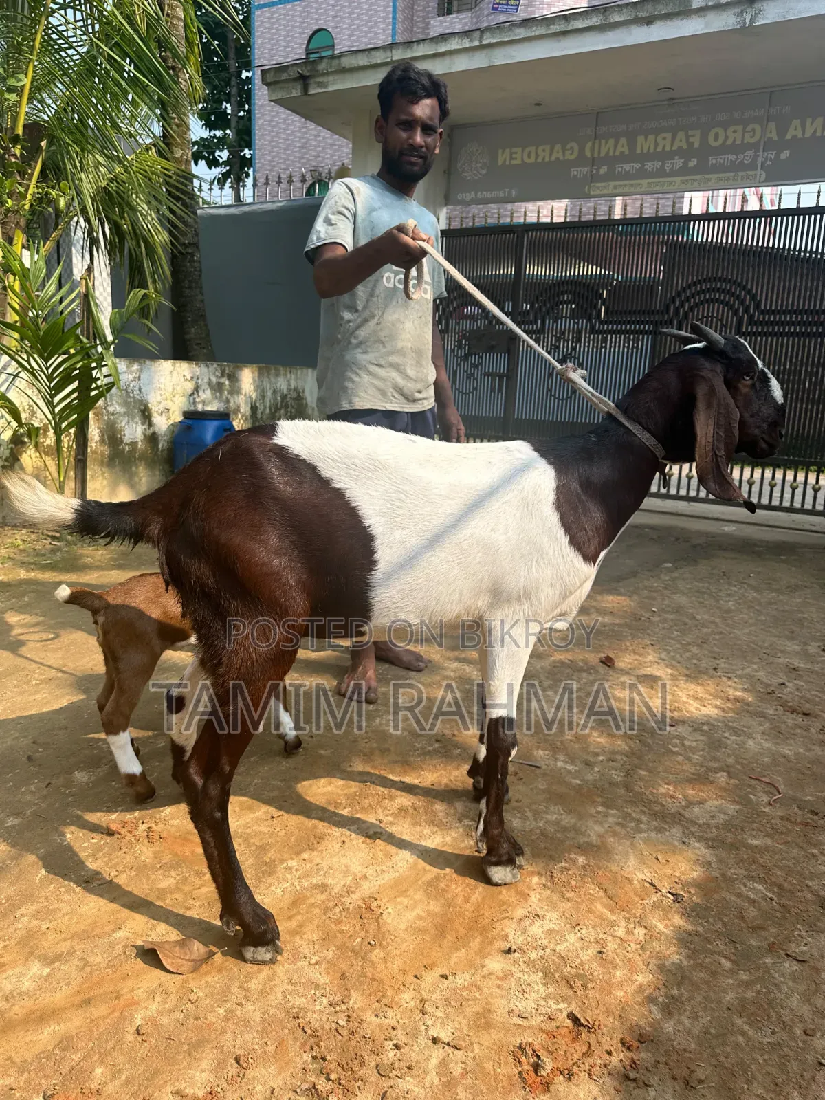 A goat for sale
