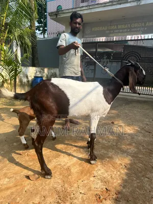 A goat for sale