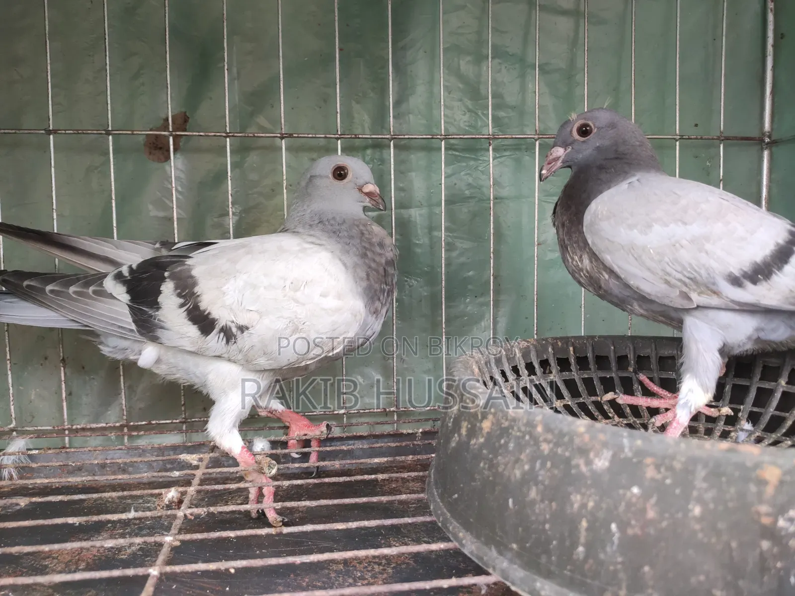 সবজি রেসার (বাচ্চা)
