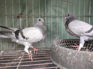 সবজি রেসার (বাচ্চা)