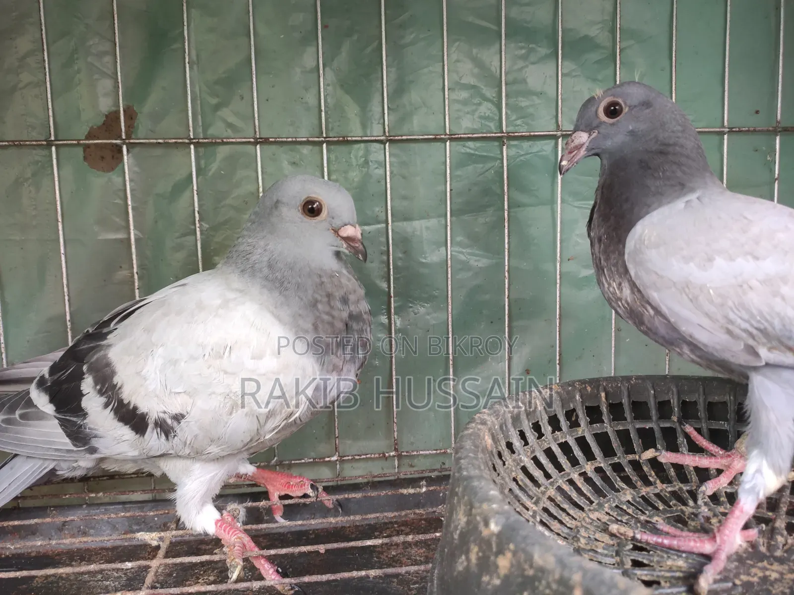 সবজি রেসার (বাচ্চা)