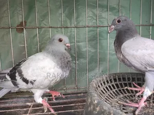 সবজি রেসার (বাচ্চা)