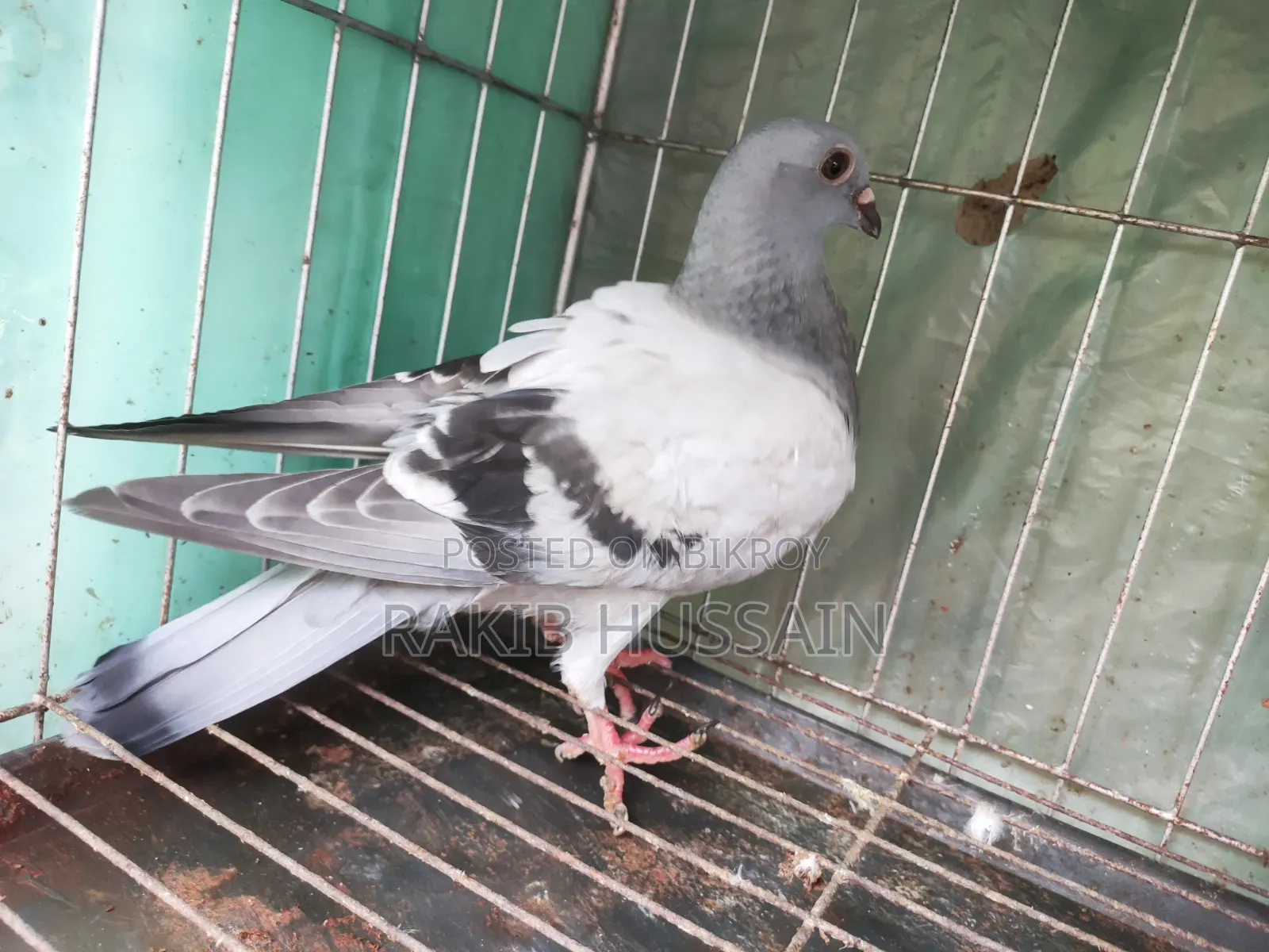 সবজি রেসার (বাচ্চা)