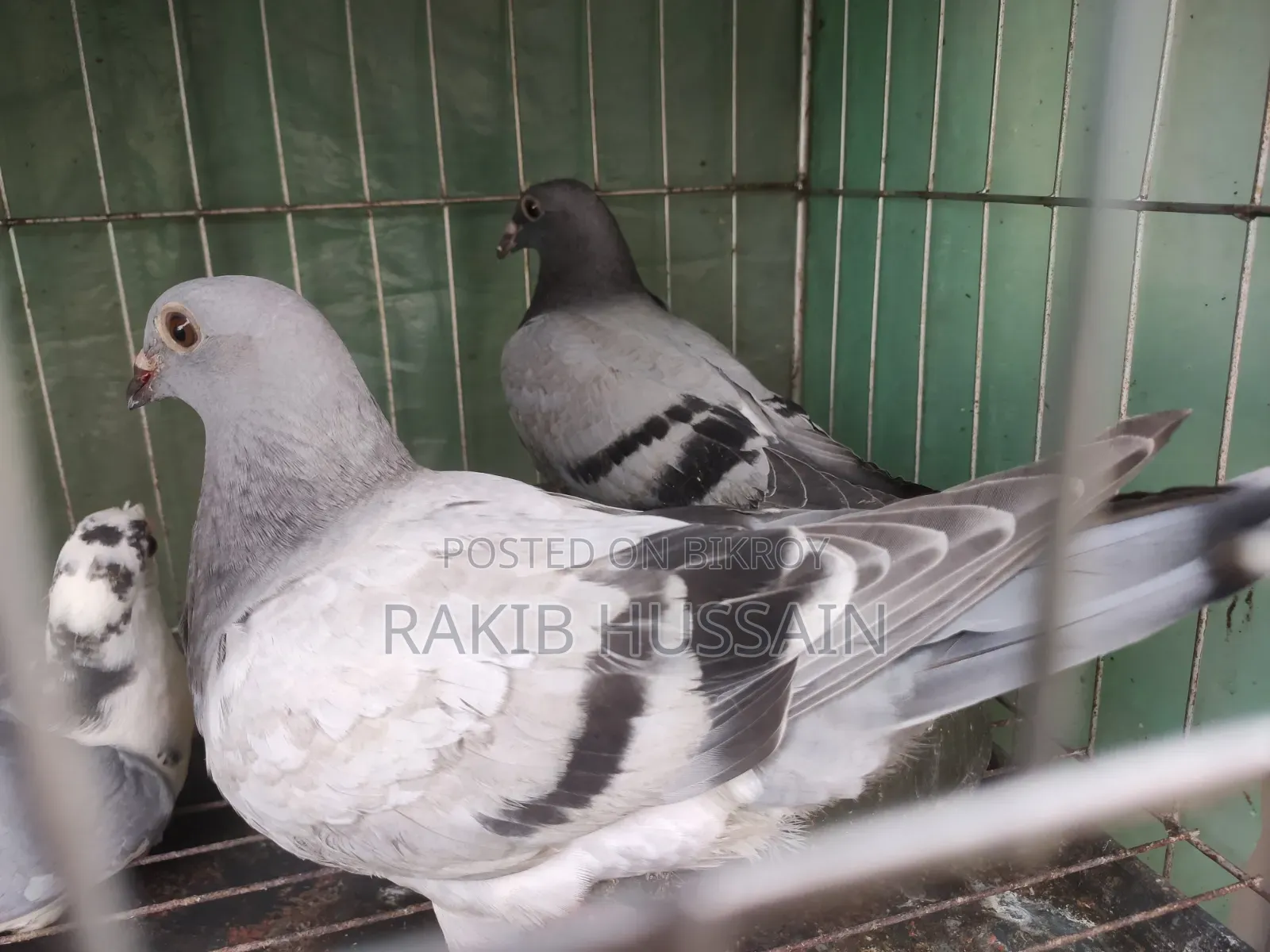 সবজি রেসার (বাচ্চা)
