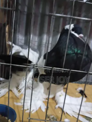 ম্যাকাও পোঠাল একজোড়া পারফেক্ট কবুতর বিক্রি করব ।