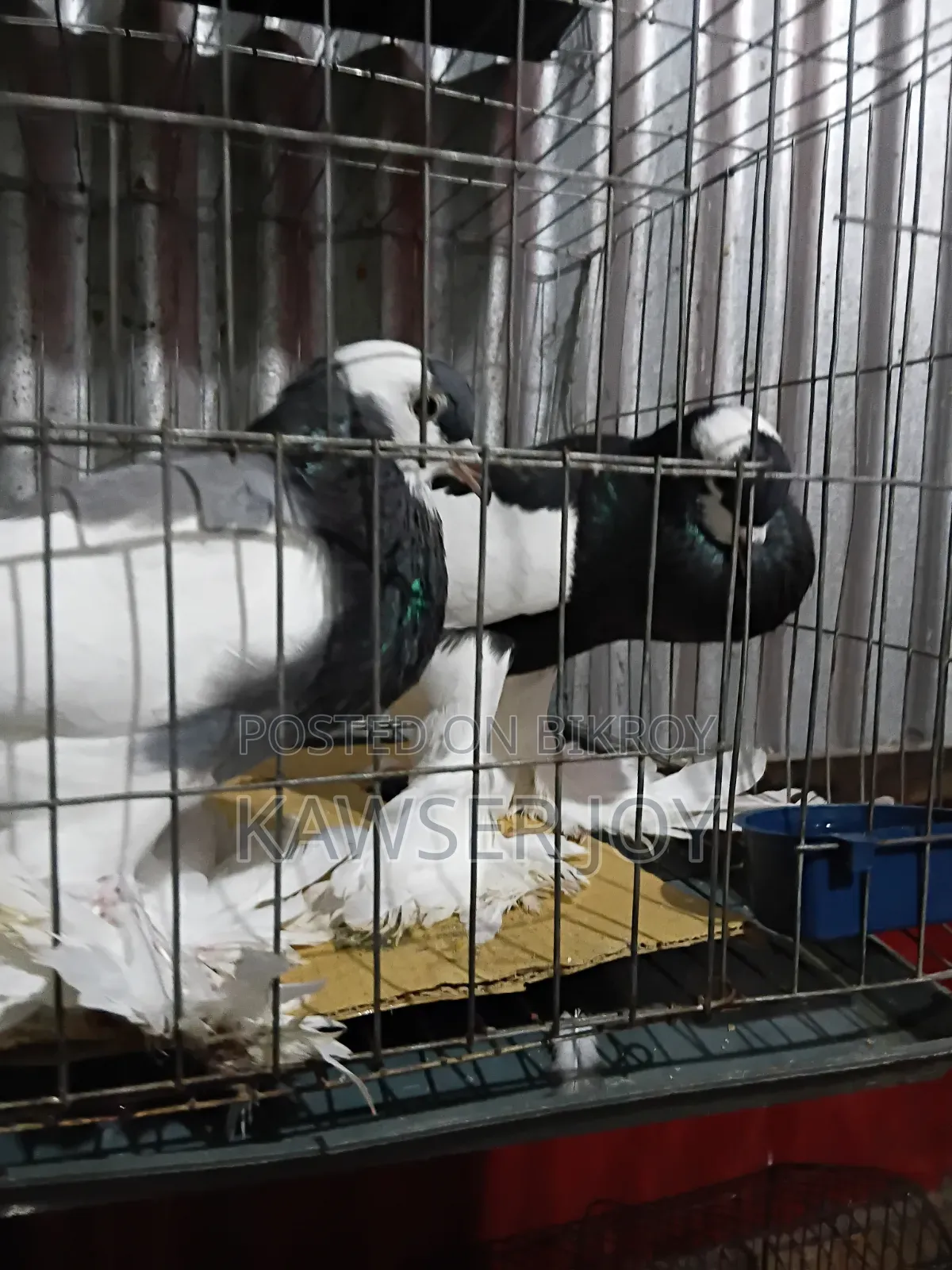 ম্যাকাও পোঠাল একজোড়া পারফেক্ট কবুতর বিক্রি করব ।