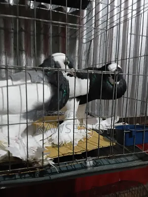 ম্যাকাও পোঠাল একজোড়া পারফেক্ট কবুতর বিক্রি করব ।