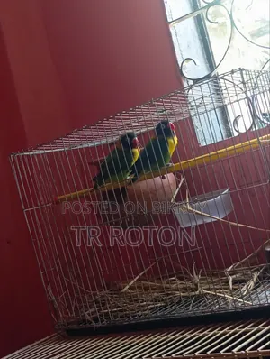 মাসটার পেয়ার জোরা
