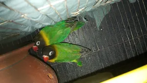 মাসটার পেয়ার জোরা
