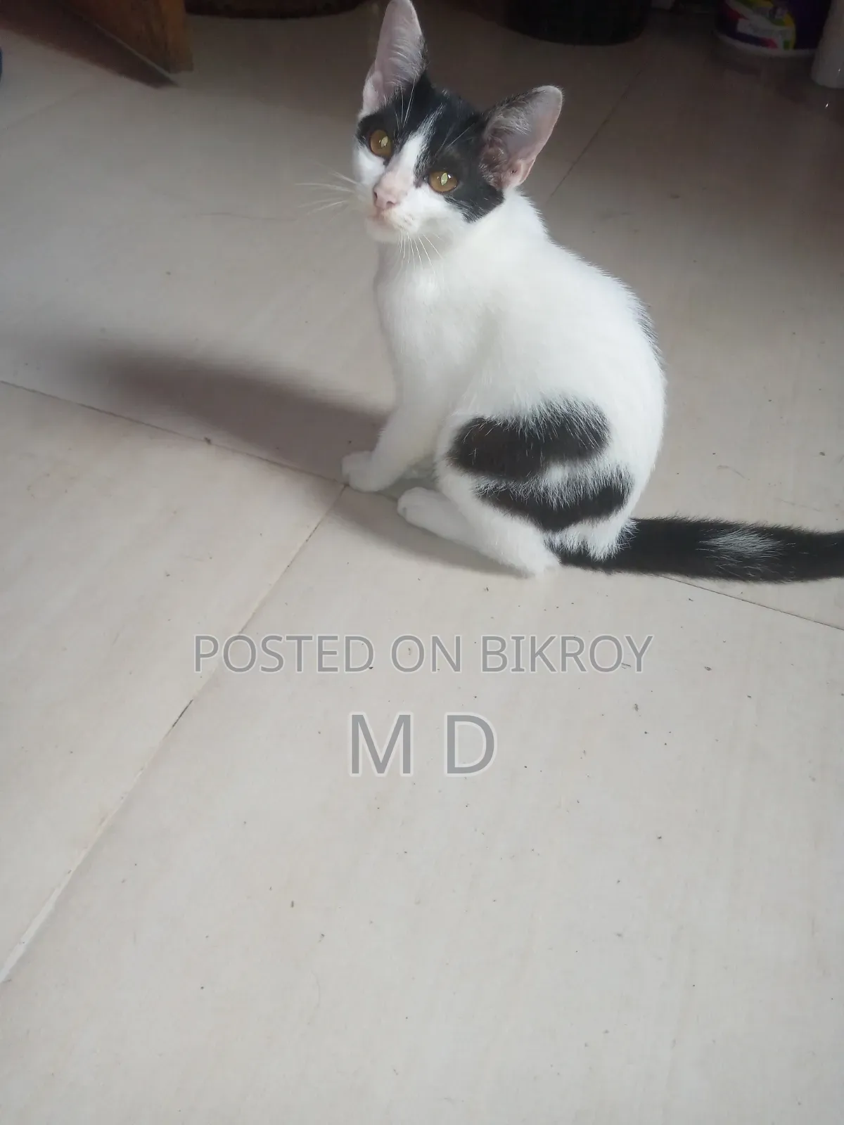 3-6 Months Male Mixed Breed Bengal Cat