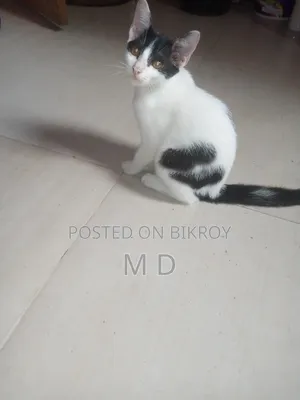 3-6 Months Male Mixed Breed Bengal Cat