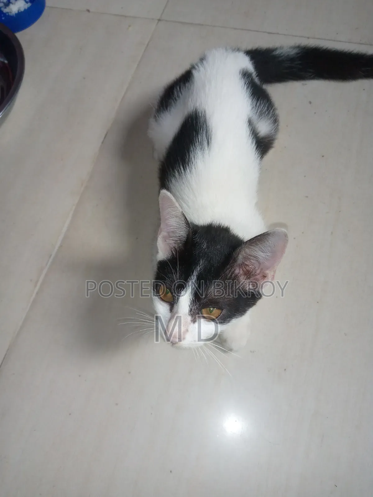 3-6 Months Male Mixed Breed Bengal Cat